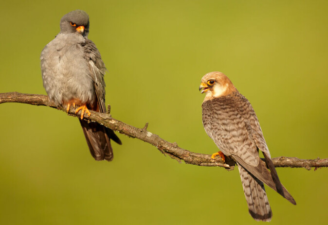 Aftenfalken er nær truet flere steder i Europa. Kanskje kan en kunstig ornitolog slå alarm hvis et eksemplar nærmer seg en vindpark, slik at turbinene kan slås midlertidig av?