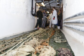 Slik ser blekksprutene ut når de en sjelden gang kommer opp i lyse dagen - det er 15 år siden forrige gang. (Foto: Per Gätzschmann, NTNU Vitenskapsmuseet) Slik ser blekksprutene ut når de en sjelden gang kommer opp i lyse dagen - det er 15 år siden forrige gang. (Foto: Per Gätzschmann, NTNU Vitenskapsmuseet)