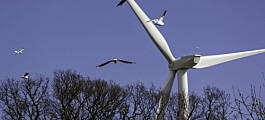 Automatisk overvåking ved vindparker kan erstatte drevne fugletittere