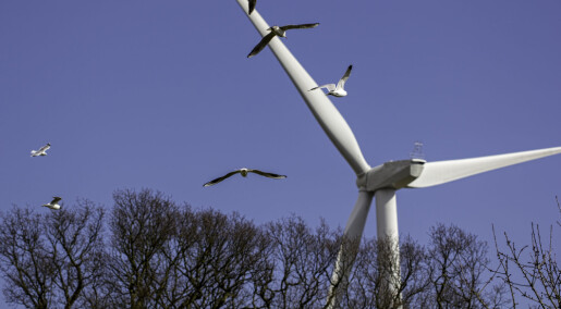 Automatisk overvåking ved vindparker kan erstatte drevne fugletittere