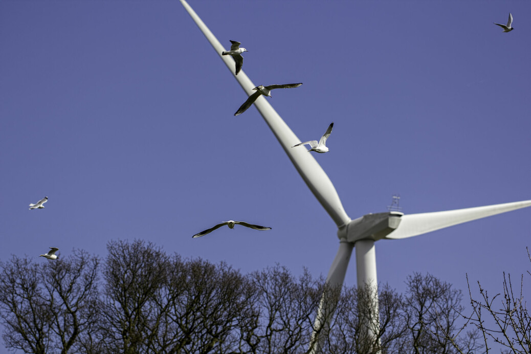 Der vindparker blir satt i drift, må omfanget av kollisjoner og annen innvirkning på fuglelivet kartlegges.