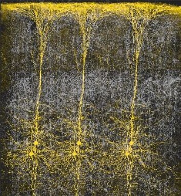 "Hjerneceller i kolonne. (Bilde: Brain Mind Institute, Ecole Polytechnique Fedreal de Lausanne)" "Hjerneceller i kolonne. (Bilde: Brain Mind Institute, Ecole Polytechnique Fedreal de Lausanne)"