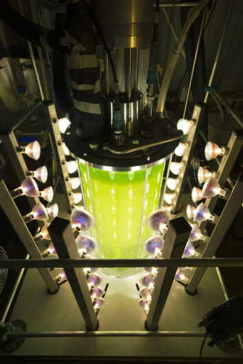 Testfasilitet for mikroalgaer ved Wageningen University. (Foto: Wageningen University) Testfasilitet for mikroalgaer ved Wageningen University. (Foto: Wageningen University)