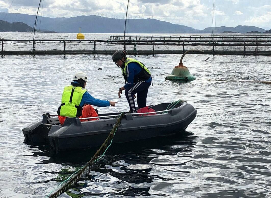 In the pilot study, Lisa-Victoria Bernhardt collected water samples from different depths with the help of a water sampler from a dinghy inside a PD-diagnosed net-pen. This was carried out to find the most suitable approach to monitor SAV in seawater at fish farms. In the pilot study, Lisa-Victoria Bernhardt collected water samples from different depths with the help of a water sampler from a dinghy inside a PD-diagnosed net-pen. This was carried out to find the most suitable approach to monitor SAV in seawater at fish farms.