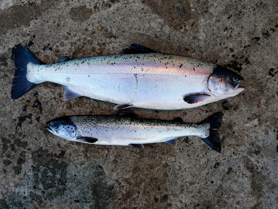Both salmons in the photo are similar in age; however, the thin, slender salmon fish (runt) has had PD, demonstrating the negative impacts of this disease on the economy of salmon farms and fish welfare.