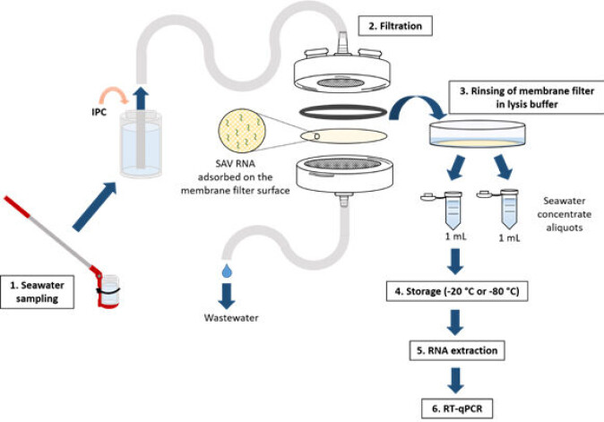 Figure. The illustration shows the step-by-step approach of the water filtration method used in the more comprehensive field study; from extraction to analysis of 1 L seawater sample. Abbreviation: IPC = Internal process control, which consisted of another known virus that was used to get an overview of the methodology's performance. Figure. The illustration shows the step-by-step approach of the water filtration method used in the more comprehensive field study; from extraction to analysis of 1 L seawater sample. Abbreviation: IPC = Internal process control, which consisted of another known virus that was used to get an overview of the methodology's performance.
