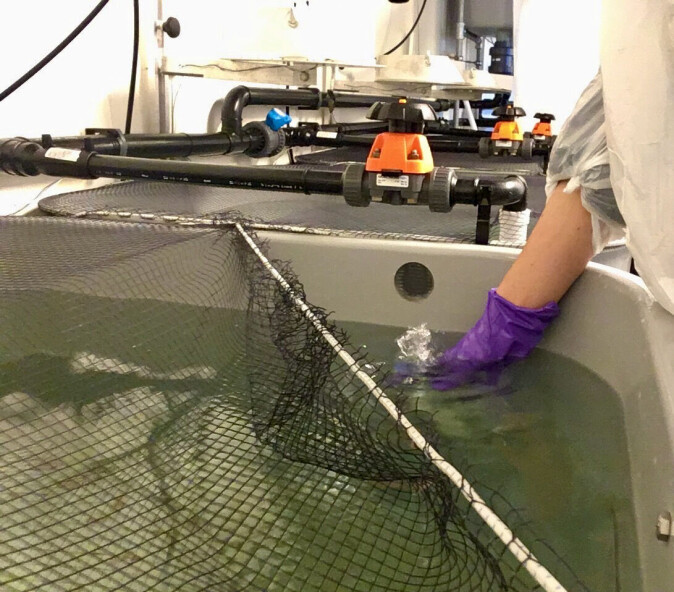 In the challenge study, the water samples were collected from the top layer in each tank. In the challenge study, the water samples were collected from the top layer in each tank.