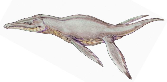 Pliosaurus (Illustrasjon: Dmitry Bogdanov) Pliosaurus (Illustrasjon: Dmitry Bogdanov)