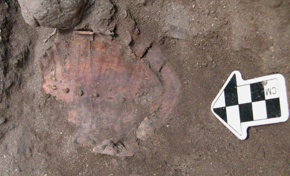 Skallet etter en av de 71 skilpaddene i graven til ei spesiell dame som forskerne tror har vært sjaman. Utgravinga skjedde i Hilazon Tachtit Cave, Israel. (Foto: Natalie Munro)