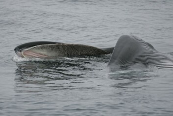 Finnhvalen svømmer inn i en stim med byttedyr, fyller munnhulen og presser vannet ut igjen over bardene. Hvalen bruker tungen til å ”smatte” byttedyrene løs fra bardene. (Foto: whalephoto.com) Finnhvalen svømmer inn i en stim med byttedyr, fyller munnhulen og presser vannet ut igjen over bardene. Hvalen bruker tungen til å ”smatte” byttedyrene løs fra bardene. (Foto: whalephoto.com)