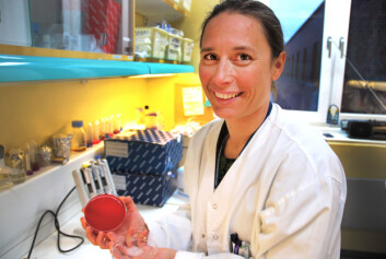 Eva Bjørkeng har forsket på hvordan antibiotikaresistensen sprer seg fra bakterie til bakterie. (Foto: Elisabeth Øvreberg) Eva Bjørkeng har forsket på hvordan antibiotikaresistensen sprer seg fra bakterie til bakterie. (Foto: Elisabeth Øvreberg)