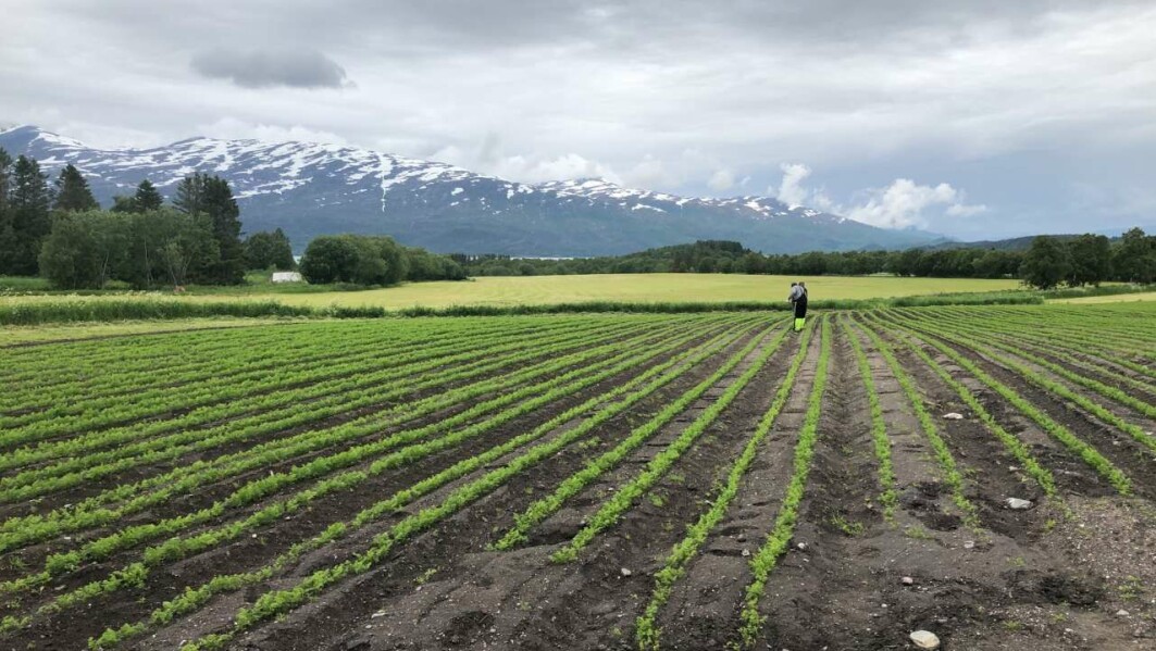 Funnene viser mer antibiotikaresistens i landbruksområder enn i naturområder. Det ble ikke funnet sammenheng mellom bruk av sprøytemidler og antibiotikaresistens. Funnene viser mer antibiotikaresistens i landbruksområder enn i naturområder. Det ble ikke funnet sammenheng mellom bruk av sprøytemidler og antibiotikaresistens.