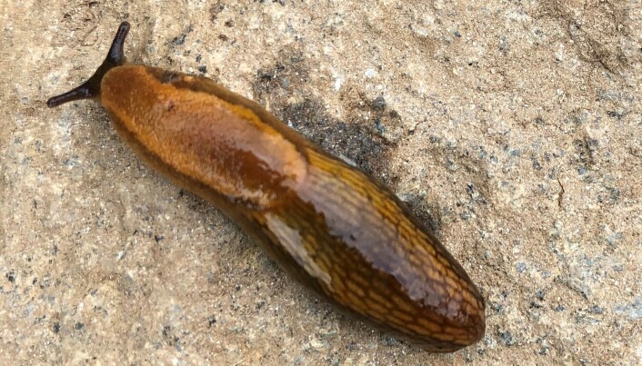 Oransjeskogsnegl (<span class="italic" data-lab-italic_desktop="italic">Arion fuscus</span>) var en av snegleartene som ble undersøkt. Oransjeskogsnegl (<span class="italic" data-lab-italic_desktop="italic">Arion fuscus</span>) var en av snegleartene som ble undersøkt.