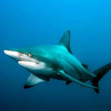 "Forskerne tror flere haityper benytter seg av lukt i stereo. Her ser du Atlantisk svartstripet hai (Carcharhinus limbatus). (Foto: Stone brook University)" "Forskerne tror flere haityper benytter seg av lukt i stereo. Her ser du Atlantisk svartstripet hai (Carcharhinus limbatus). (Foto: Stone brook University)"
