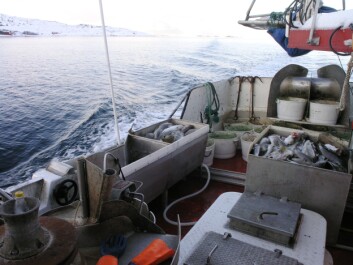 På Island øker andelen av bunnfisk som tas med line. På Island øker andelen av bunnfisk som tas med line.