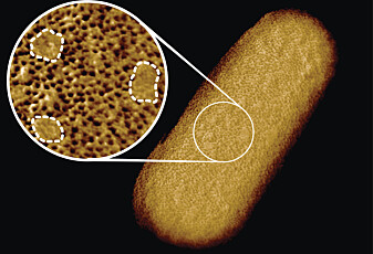 Dette er verdens skarpeste bilde av en bakterie