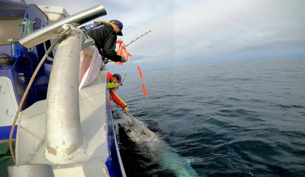 One of the bluefin tunas from this year’s tagging programme. Martin Wiech and Keno Ferter at the IMR securing the fish.