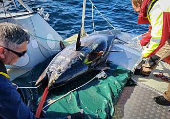 Satellite-tagged bluefin tuna swam 15,000 kilometres in a year