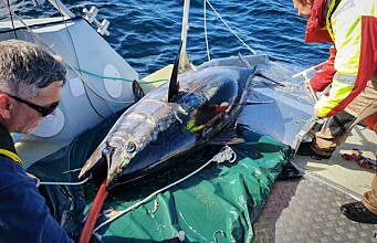 Satellite-tagged bluefin tuna swam 15,000 kilometres in a year