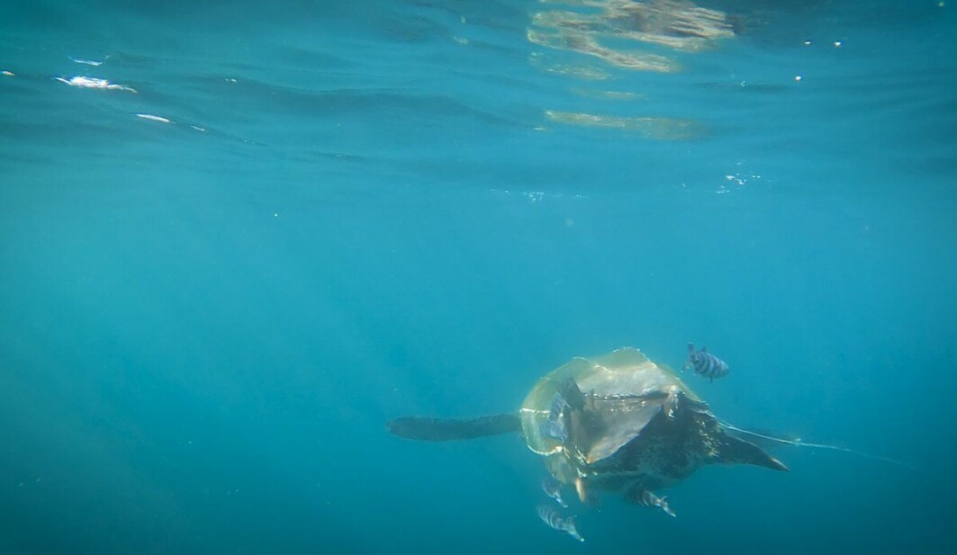 The leatherback sea turtle with its accompanying pilotfish and barrel fish. The leatherback sea turtle with its accompanying pilotfish and barrel fish.