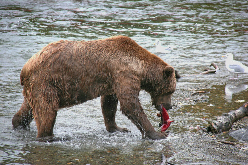 Sockeye salmon er en viktig del av næringsgrunnlaget for brunbjørn som lever ved elvene. Bildet er fra Brooks Falls i Naknek-vassdraget i Alaskas Bristol Bay. (Foto: Michael Webster)