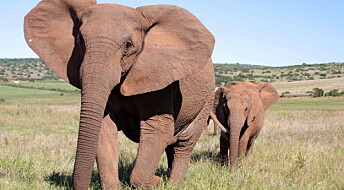 Krypskyting kan gjøre at elefanter ikke utvikler støttenner
