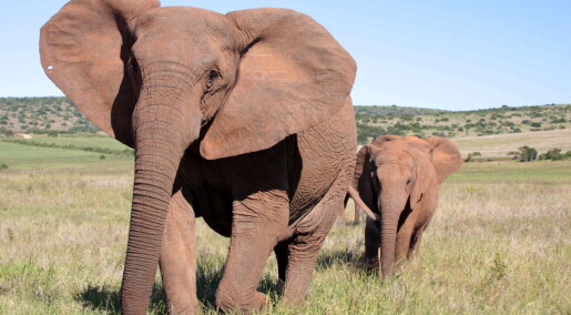 Krypskyting kan gjøre at elefanter ikke utvikler støttenner