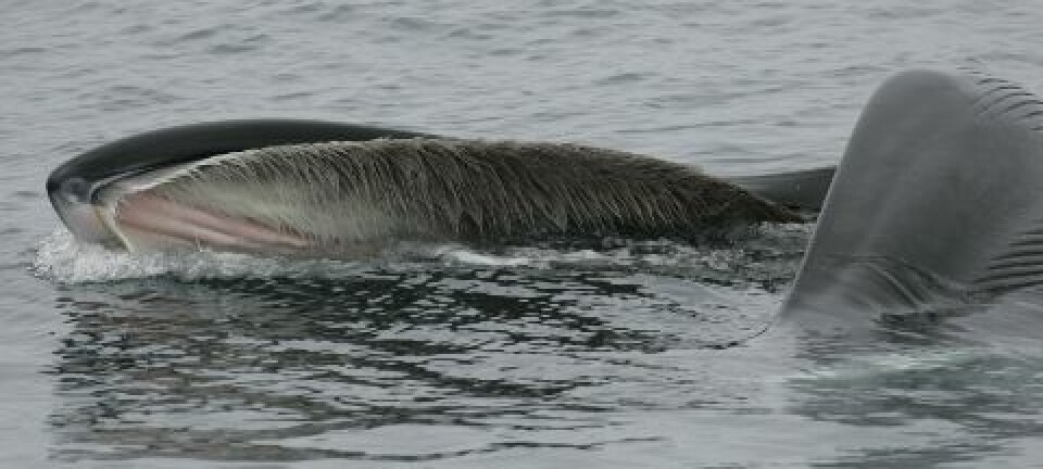 Finnhvalen svømmer inn i en stim med byttedyr, fyller munnhulen og presser vannet ut igjen over bardene. Hvalen bruker tungen til å ”smatte” byttedyrene løs fra bardene. (Foto: whalephoto.com)