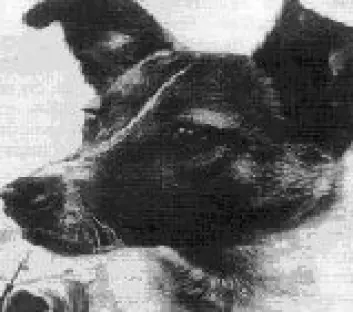 Verdens første levende vesen i verdensrommet, romhunden Laika, døde bare noen timer etter at hun ble skutt ut i rommet.