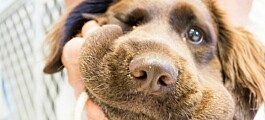 Hoggormbitt kan gi hunder hjerte- og nyreskader