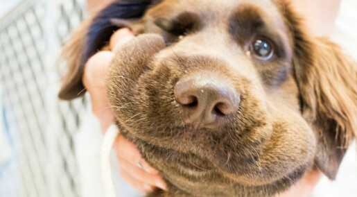 Hoggormbitt kan gi hunder hjerte- og nyreskader