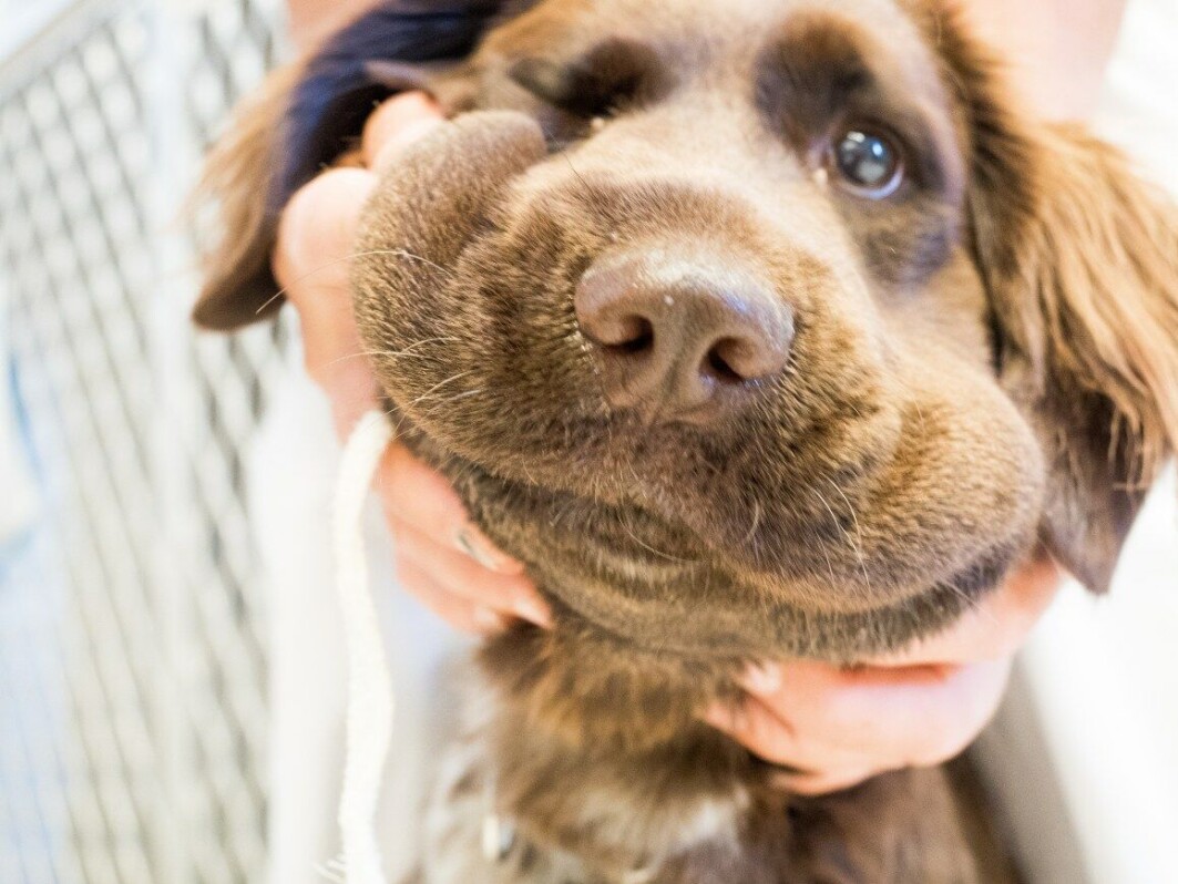 Dersom hunden er bitt av hoggorm, kan man ofte se at den får hevelser. Denne hunden ble bitt i snuten. Dersom hunden er bitt av hoggorm, kan man ofte se at den får hevelser. Denne hunden ble bitt i snuten.