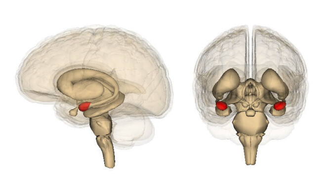 Amygdala spiller en viktig rolle i hukommelsen vår, og hvordan vi oppfatter fryktinduserende situasjoner. Amygdala spiller en viktig rolle i hukommelsen vår, og hvordan vi oppfatter fryktinduserende situasjoner.