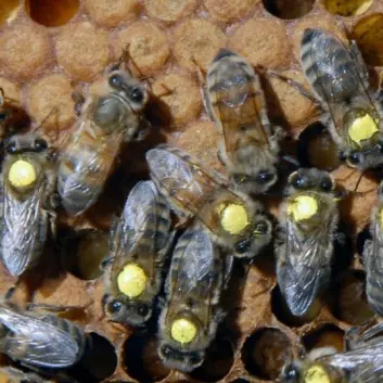 High strainbier - disse er avlet for å like pollen bedre enn nektar