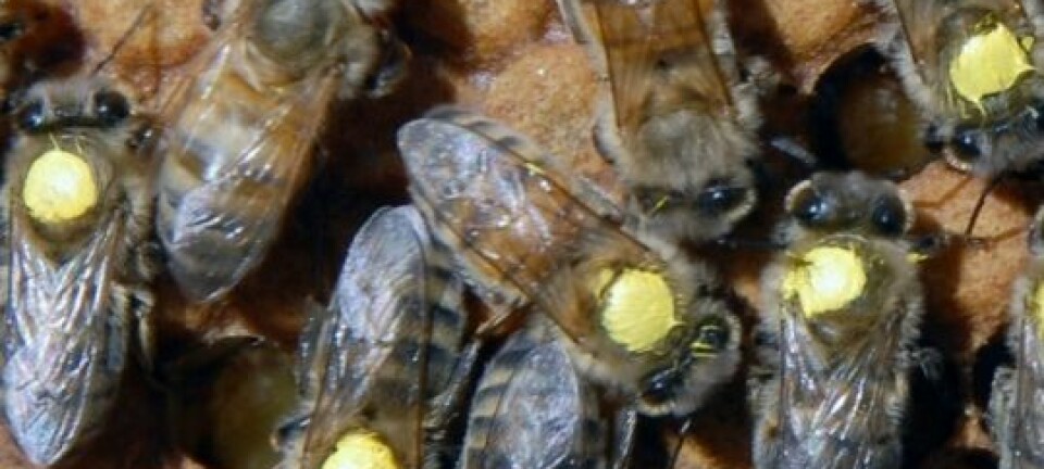 High strainbier - disse er avlet for å like pollen bedre enn nektar
