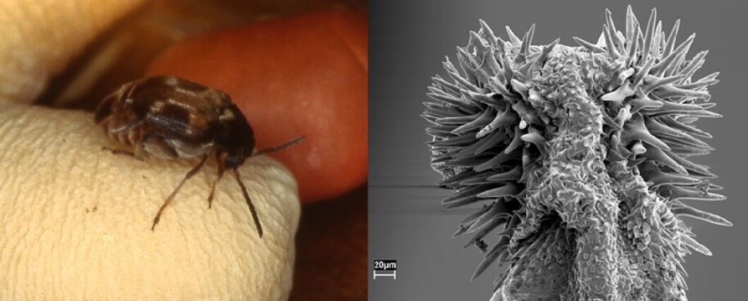 Frøsnutebillen (limbatus CC BY 2.0) og dens penis (Johanna Rönn CC BY-SA 1.0). Frøsnutebillen (limbatus CC BY 2.0) og dens penis (Johanna Rönn CC BY-SA 1.0).