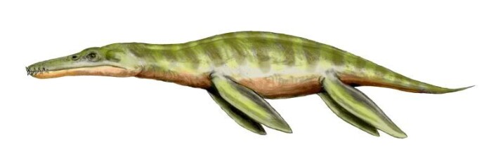 Liopleurodon (Illustrasjon: Nobu Tamura) Liopleurodon (Illustrasjon: Nobu Tamura)