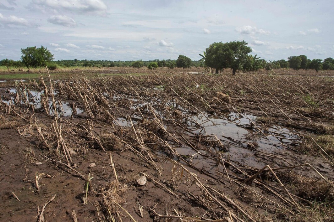 DESTROYED CROPS: A maize crop field destroyed by flash floods in the Chikwawa district of southern Malawi. DESTROYED CROPS: A maize crop field destroyed by flash floods in the Chikwawa district of southern Malawi.