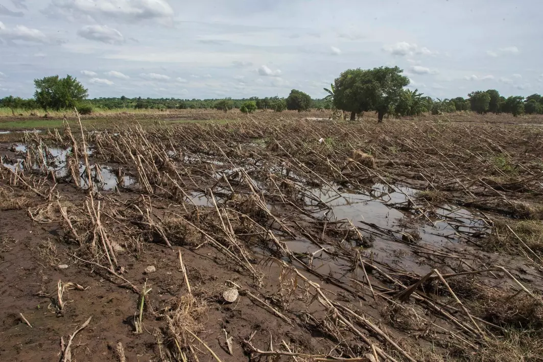 DESTROYED CROPS: A maize crop field destroyed by flash floods in the Chikwawa district of southern Malawi.