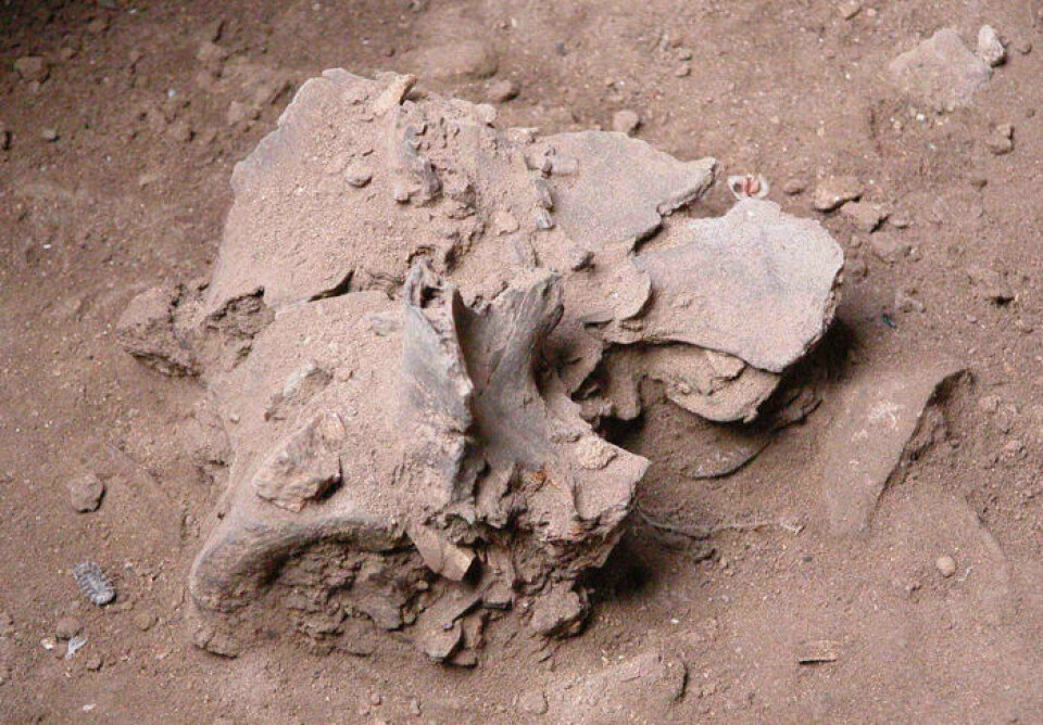 Knokler etter ville kveg ble også funnet i hulene i Israel. (Foto: Natalie Munro)