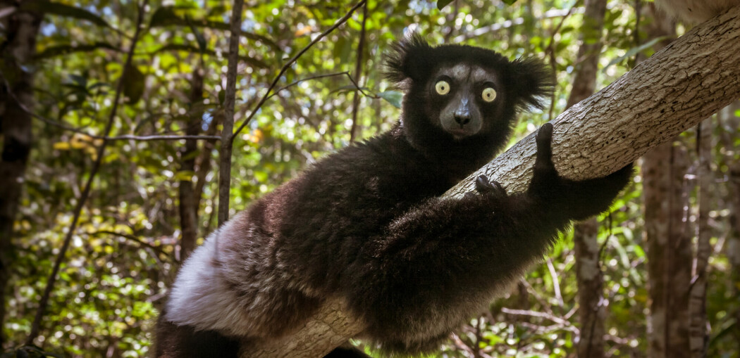 Forskere ble imponert over rytmesansen til lemurene