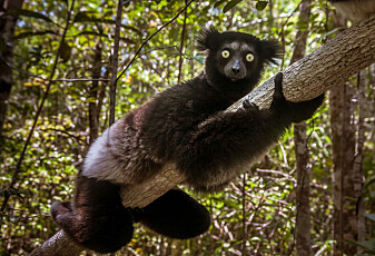 Forskere ble imponert over rytmesansen til lemurene