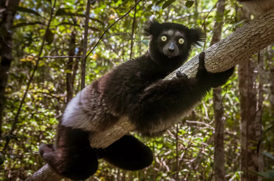 Lemurenes rytme imponerte forskerne.
