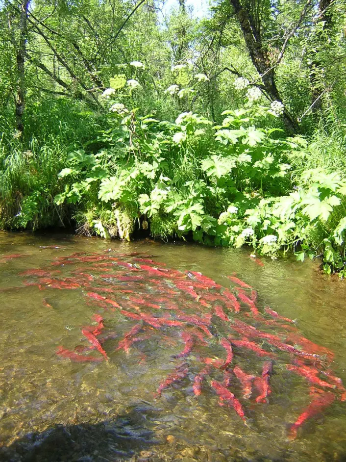 Bestandene av sockeye salmon i Alaska består av en stor mengde populasjoner som alle har tilpasset seg lokale forhold i elvene. Bildet viser en stim gytefarget laks i Wood River-vassdraget sørvest i Alaska. (Foto: Jackie Carter)