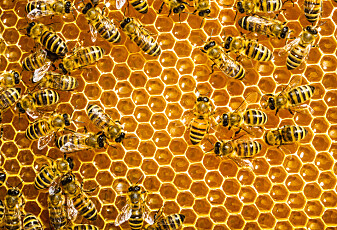 Bier holder også avstand for å unngå smitte