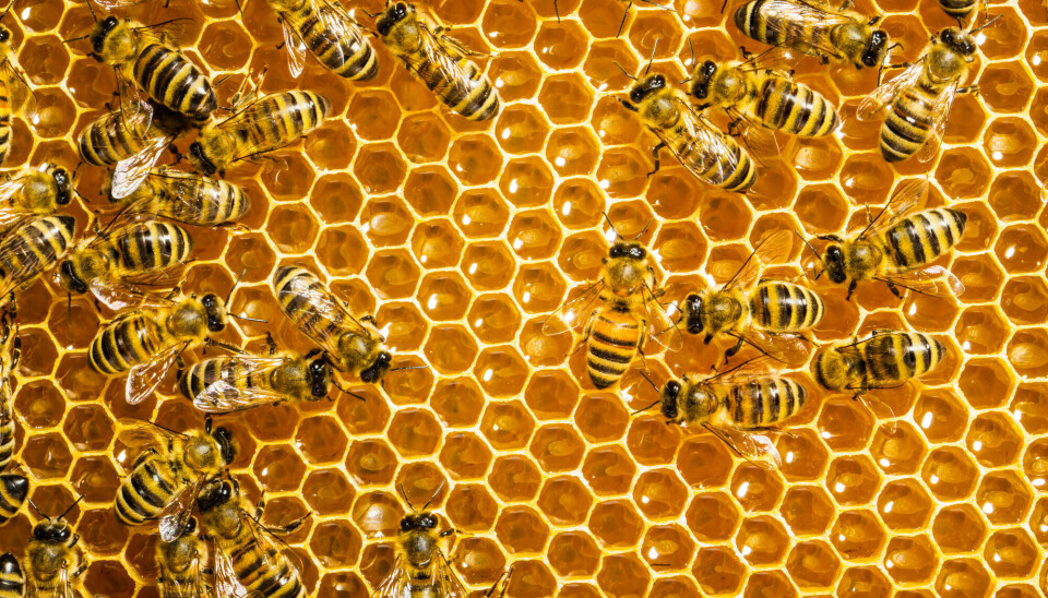 Ifølge forskere beskytter biene de viktigste i flokken mot sykdom.