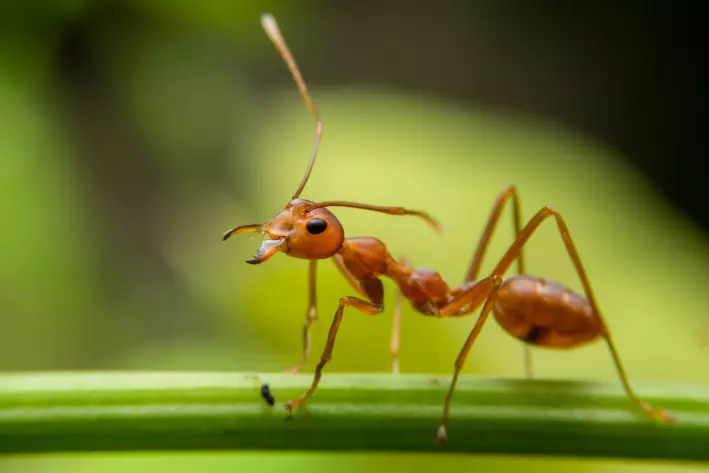 Maur holder også avstand når det er sykdom i tua, ifølge maurforsker.