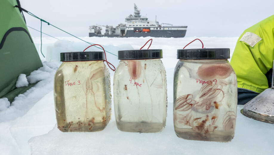 Tre prøver med ribbemaneter, nakensnegl og vingesnegl som dykkerne har hentet opp under isen venter på å bli registrert. Bak står forskningsskipet Kronprins Haakon i isen.