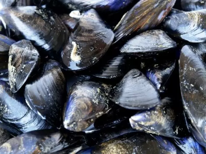 Blåskjell og andre muslinger funnet i avsetninger på havbunnen kan fortelle om fortidas klima. (Foto: iStockphoto)