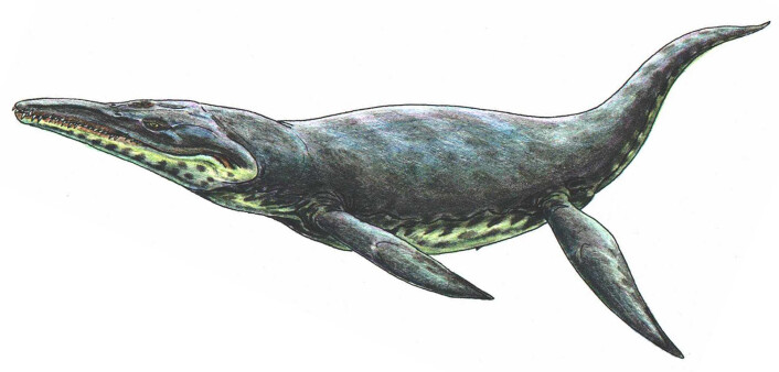 Kronosaurus (Illustrasjon: Public domain) Kronosaurus (Illustrasjon: Public domain)